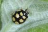 Oenopia lyncea